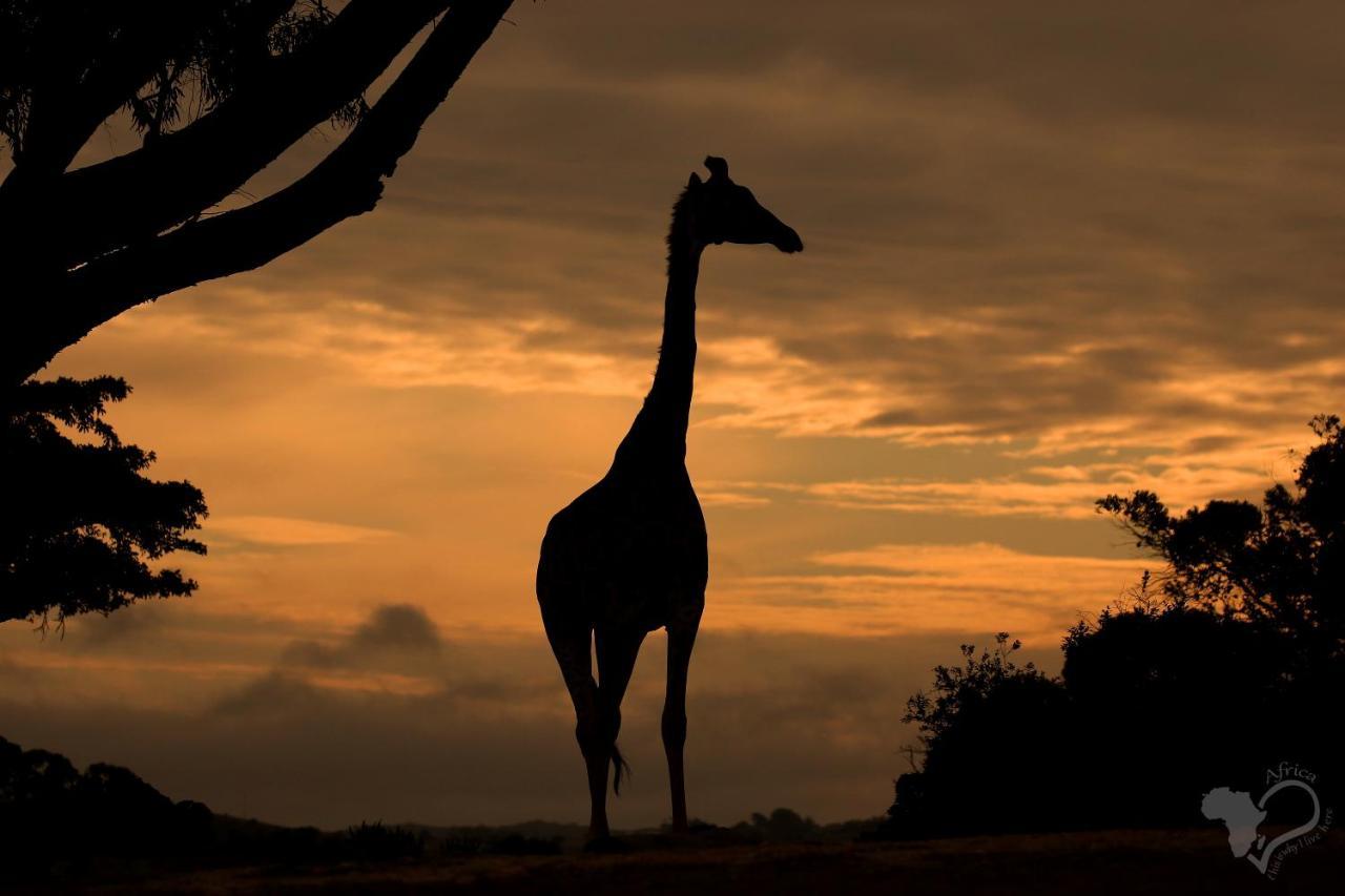 Kragga Kamma Game Park Villa Port Elizabeth Bagian luar foto