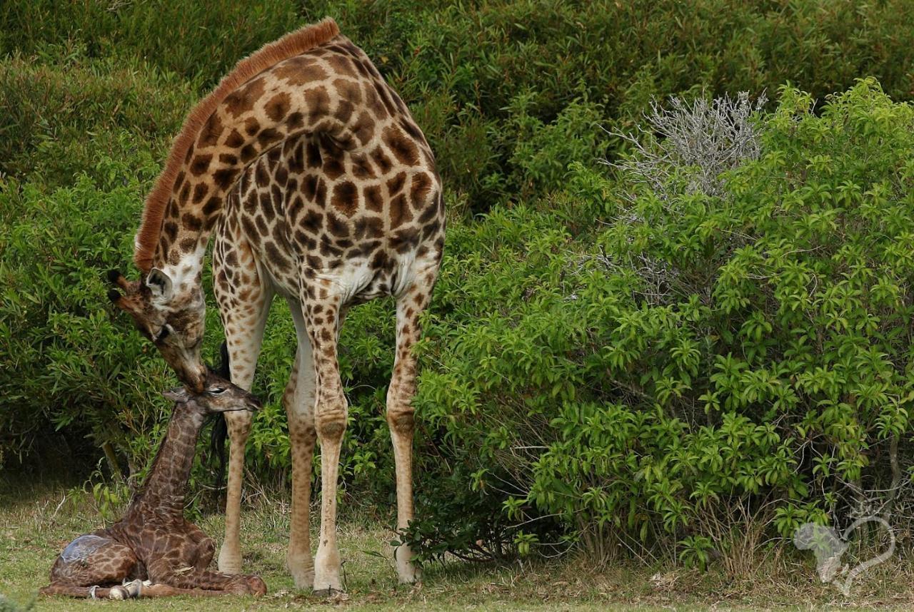 Kragga Kamma Game Park Villa Port Elizabeth Bagian luar foto