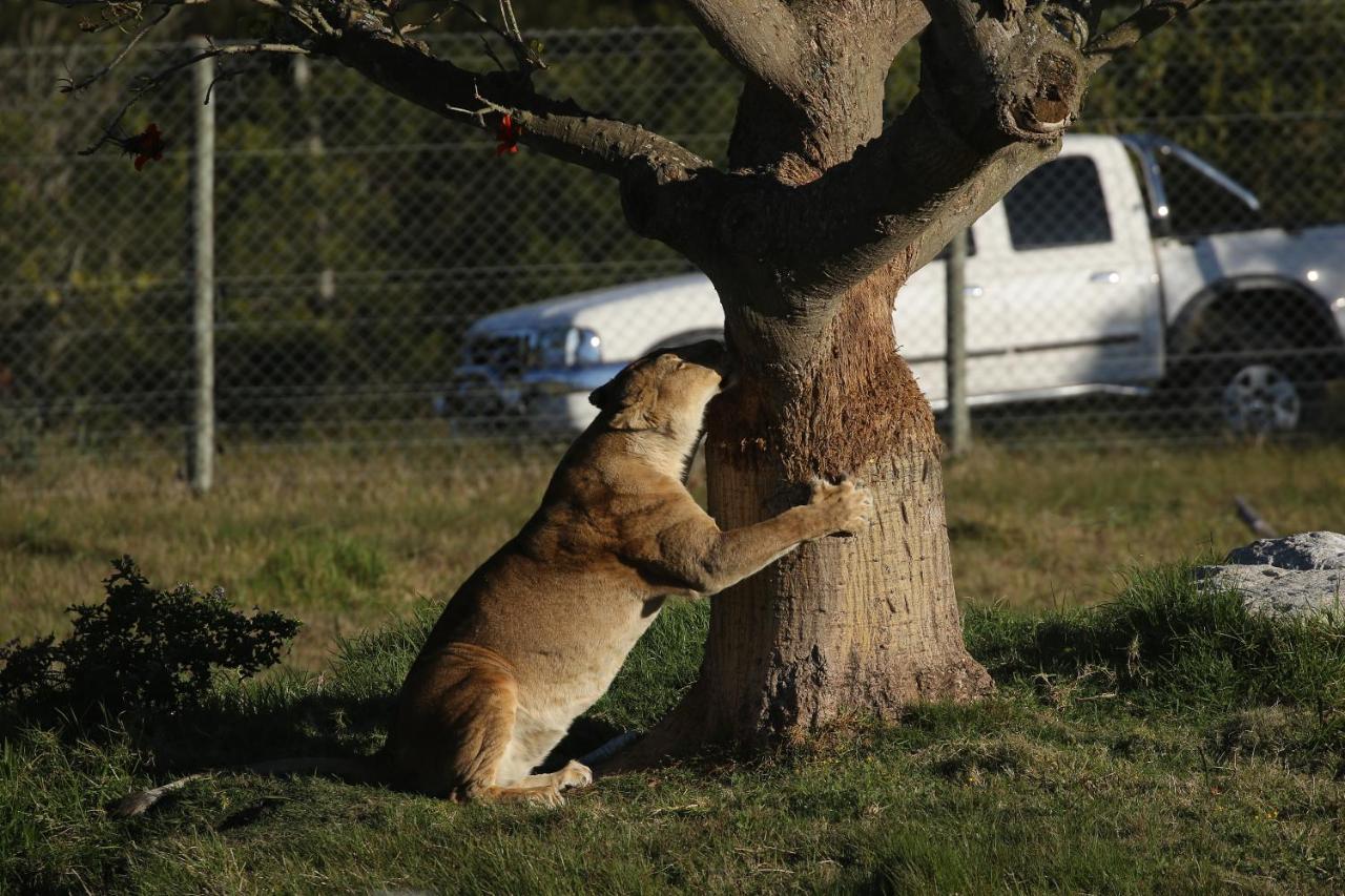 Kragga Kamma Game Park Villa Port Elizabeth Bagian luar foto